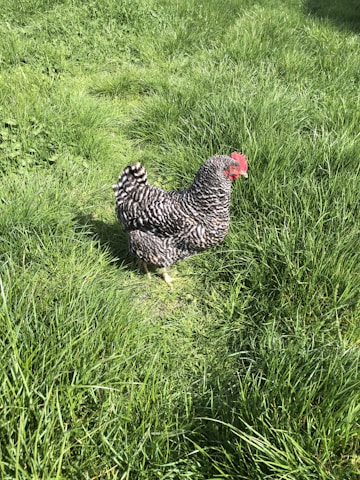 A black and white speckled chicken standing in a lush, green grassy area on a sunny day. The chicken's feathers have a distinct pattern, and its comb and wattles are vibrant red.