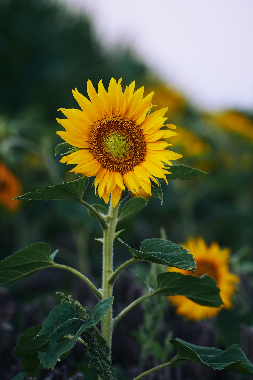 Girasole giallo in lente Tilt Shift