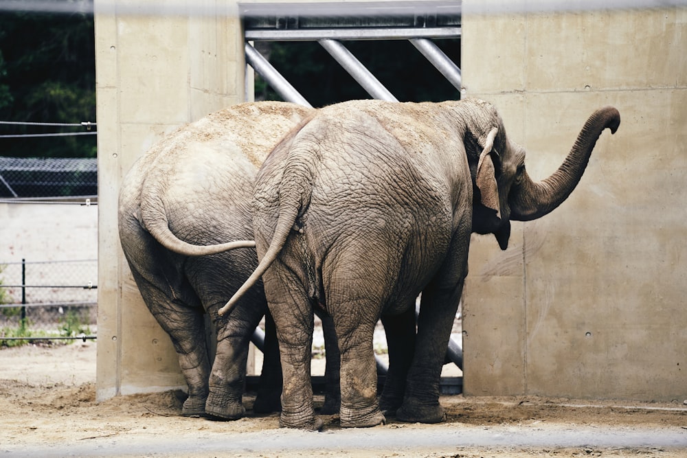 Grauer Elefant läuft tagsüber auf grauem Betonboden
