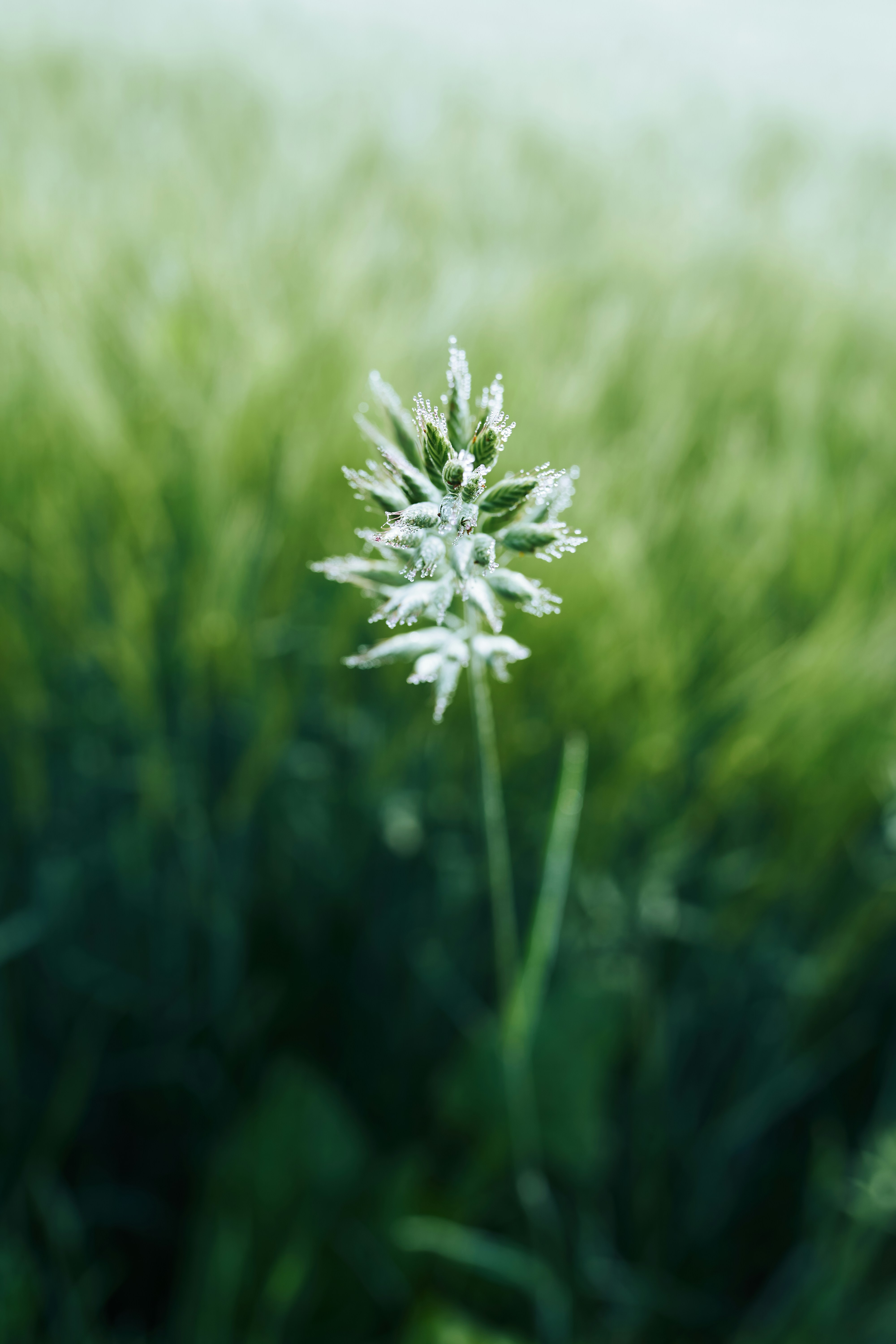 white flower in tilt shift lens
