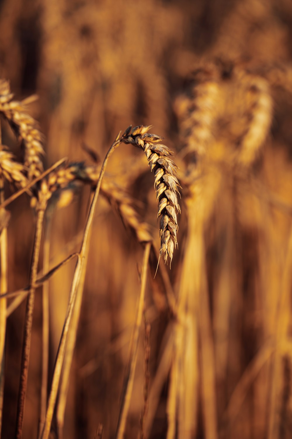 brown wheat field during daytime