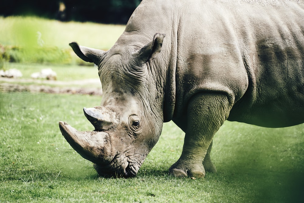 rinoceronte cinzento no campo de grama verde durante o dia