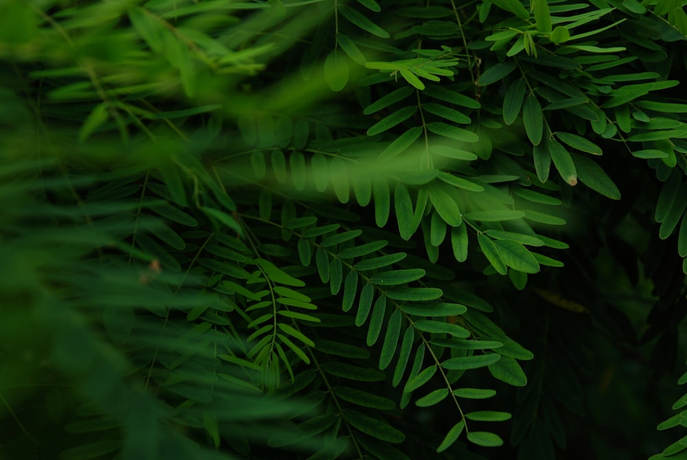 Pianta di felce verde nella fotografia ravvicinata