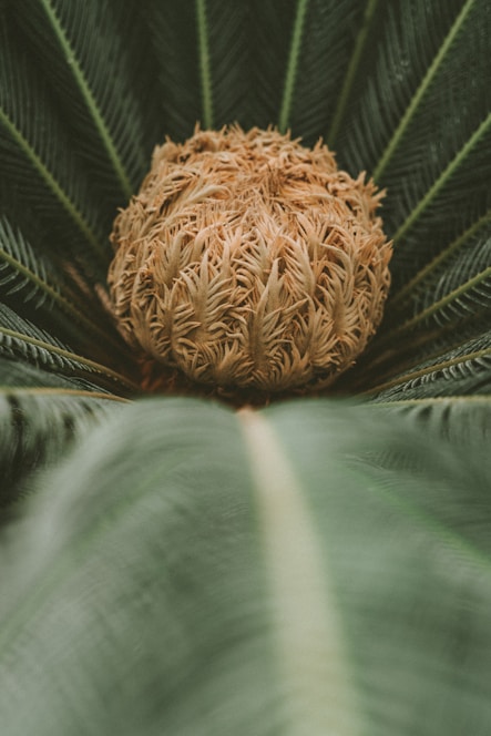 Birds nest fern photo representing the "nest" growth and nurture, strength and resilience, together