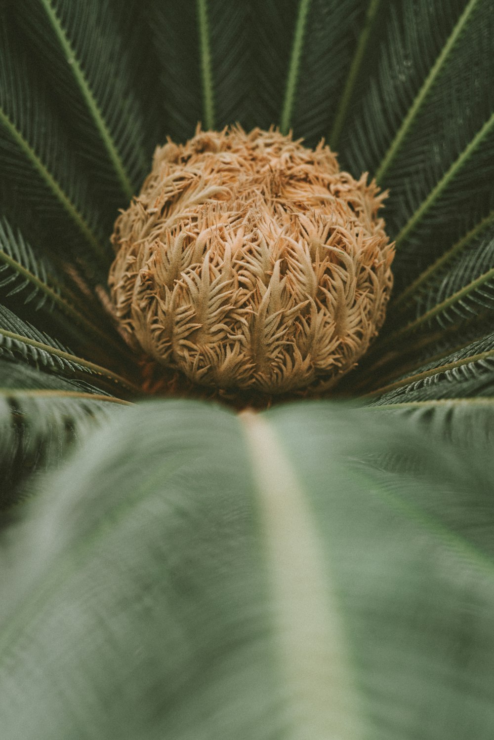 Planta marrón y verde en fotografía de primer plano