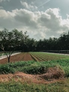 Farmers working together in a lush, sunlit agricultural field.