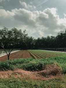 Harvesting crops in a lush field.