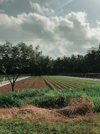 Lush agricultural field with farmers harvesting crops under a clear blue sky.