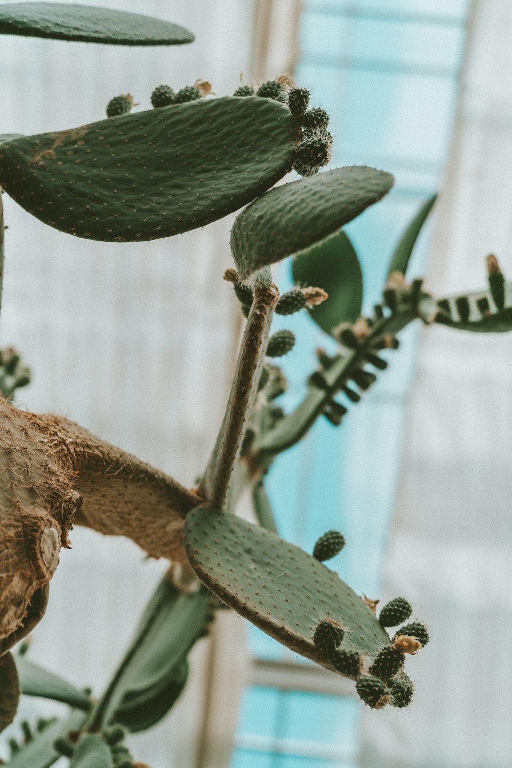 green cactus plant in close up photography