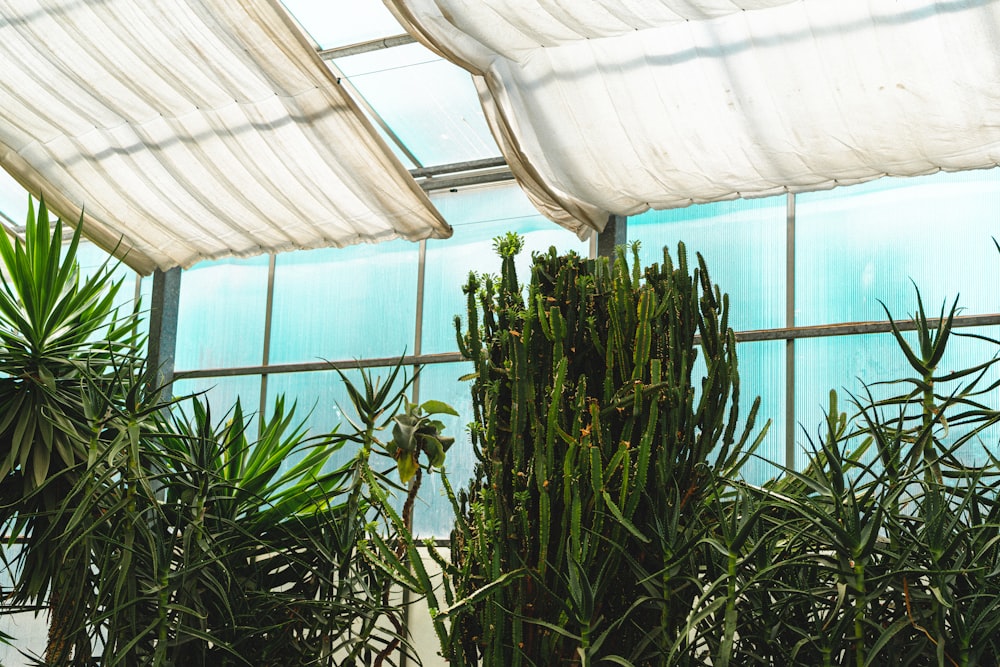 green plants inside white canopy tent