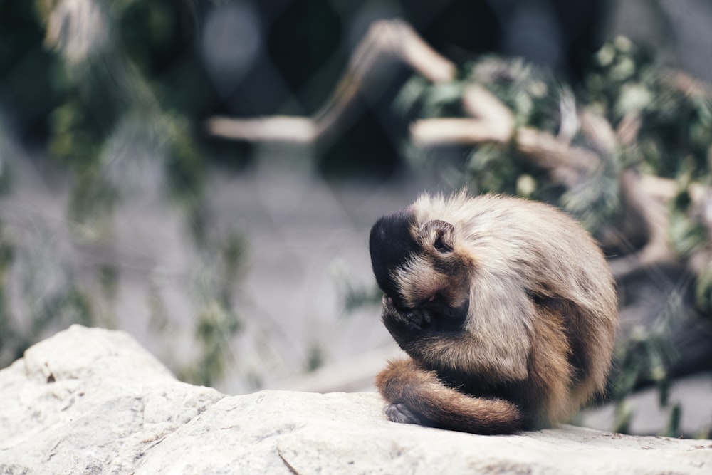 brown monkey on brown rock during daytime