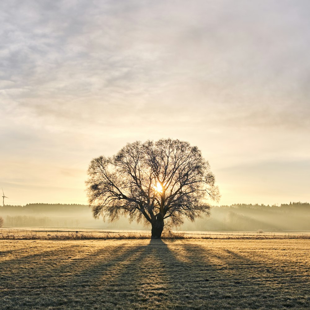 leafless tree on field under cloudy sky during daytime