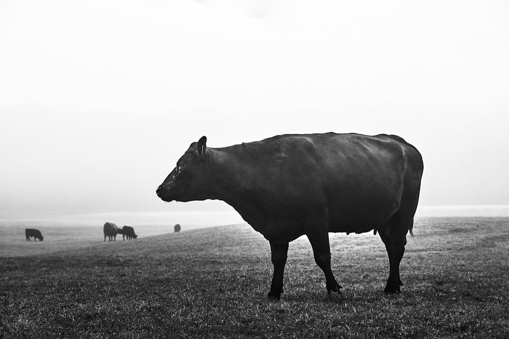 black cow on green grass field during daytime