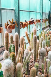 A lush indoor garden filled with various types of cacti in different shapes and sizes. The plants are situated in pots and lined up along a window, allowing natural light to filter through. The vibrant, green cacti have a mix of textures and some are flowering or have buds.