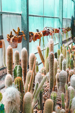 A lush indoor garden filled with various types of cacti in different shapes and sizes. The plants are situated in pots and lined up along a window, allowing natural light to filter through. The vibrant, green cacti have a mix of textures and some are flowering or have buds.