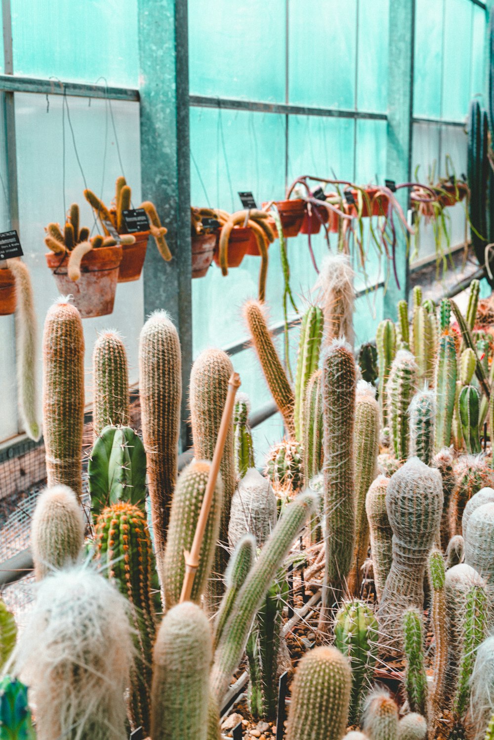 cactus plants on brown wooden wall rack