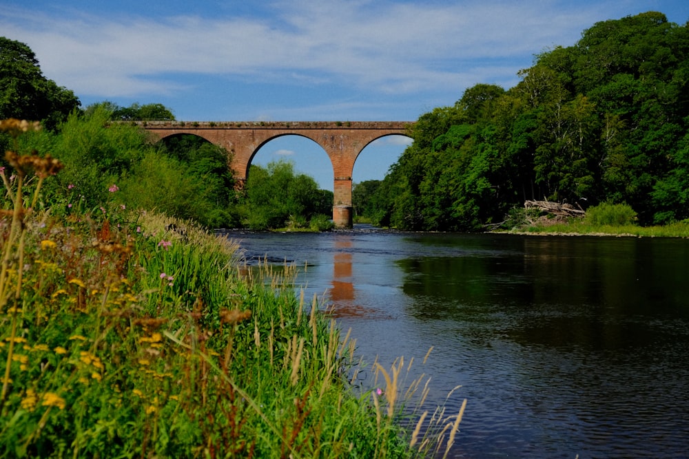 erba verde sul fiume sotto il ponte