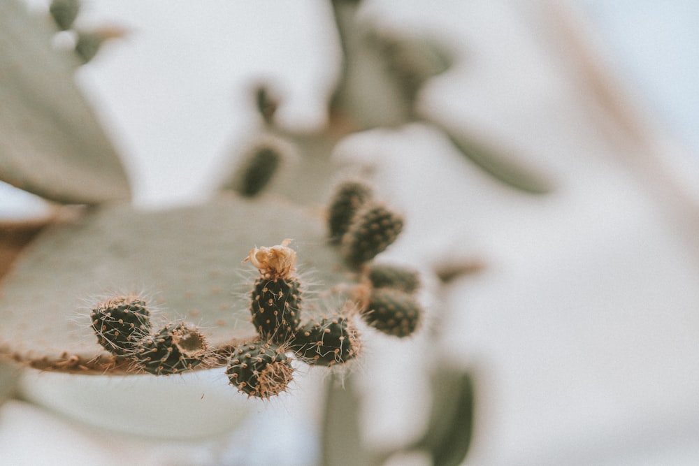 brown and white flower in close up photography