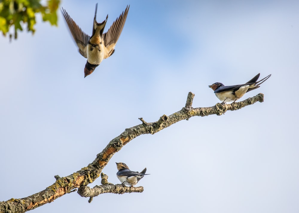 trois oiseaux sur une branche d’arbre brune pendant la journée