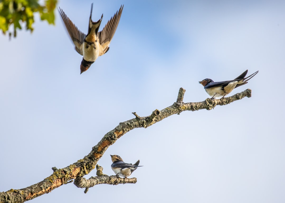 three birds on brown tree branch during daytime