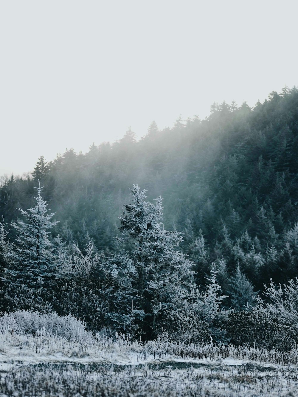 green pine trees covered with snow