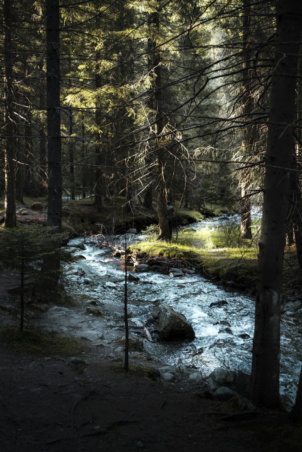 river in the middle of forest during daytime