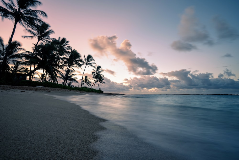 Palmiers sur le rivage de la plage sous un ciel nuageux pendant la journée