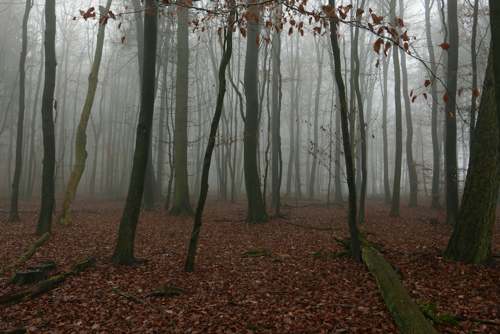 brown trees on brown field