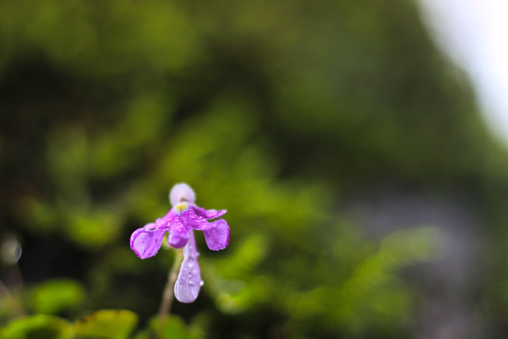 fiore viola in lente tilt shift