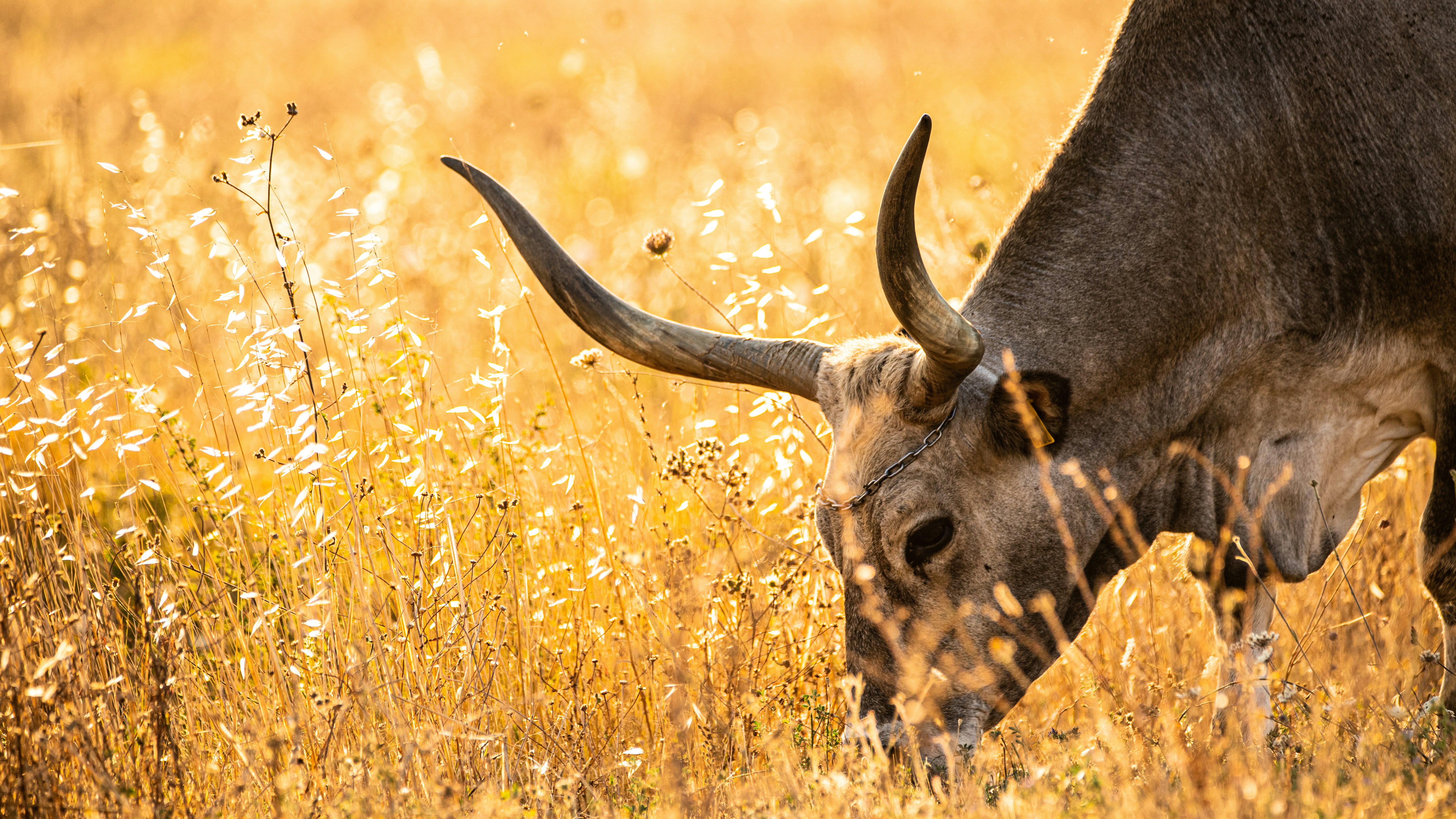 brown giraffe eating grass during daytime