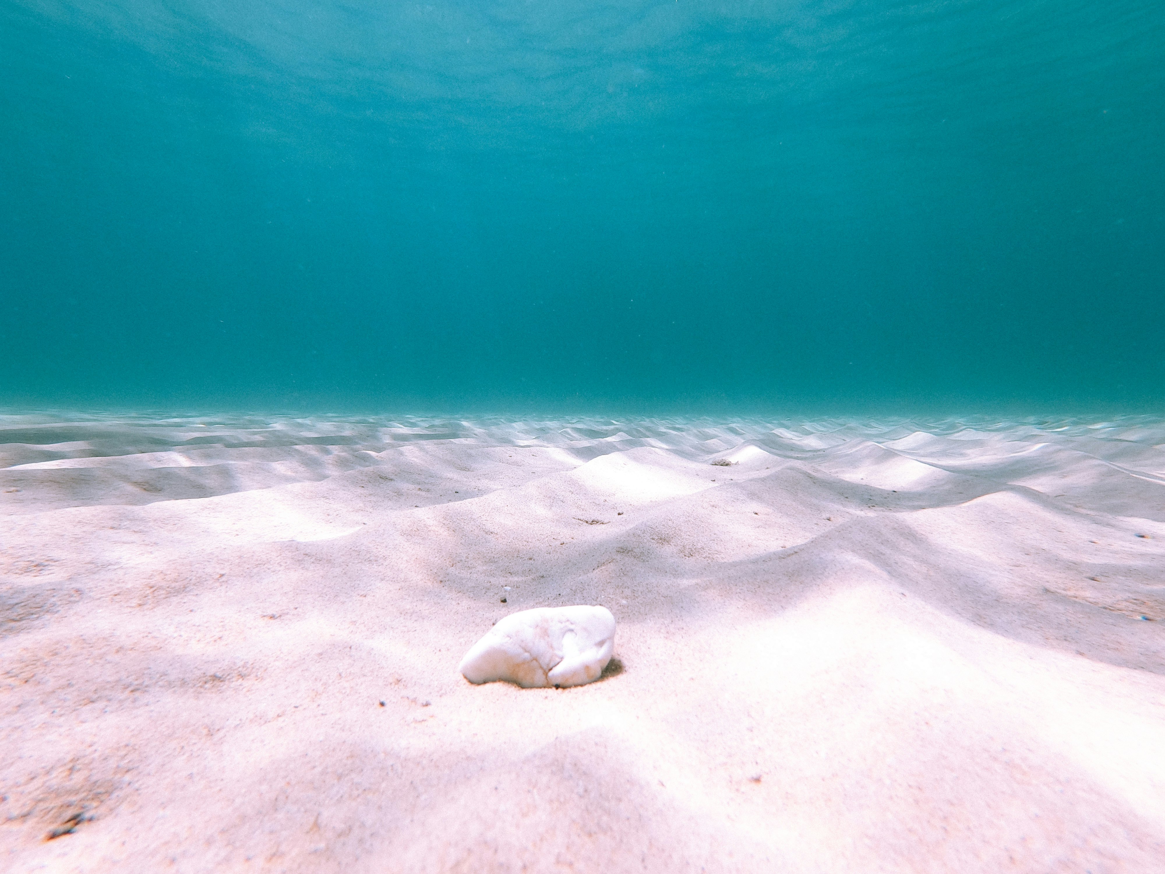 white sea lion on white sand