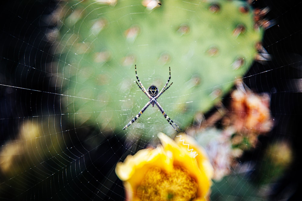 black and yellow spider on yellow flower