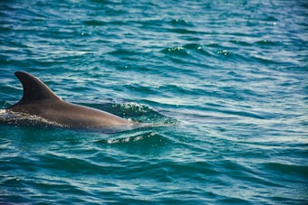 A dolphin partially submerged in the ocean, with its dorsal fin above the water's surface. The water is a deep blue with gentle waves and sunlight reflecting off its surface.