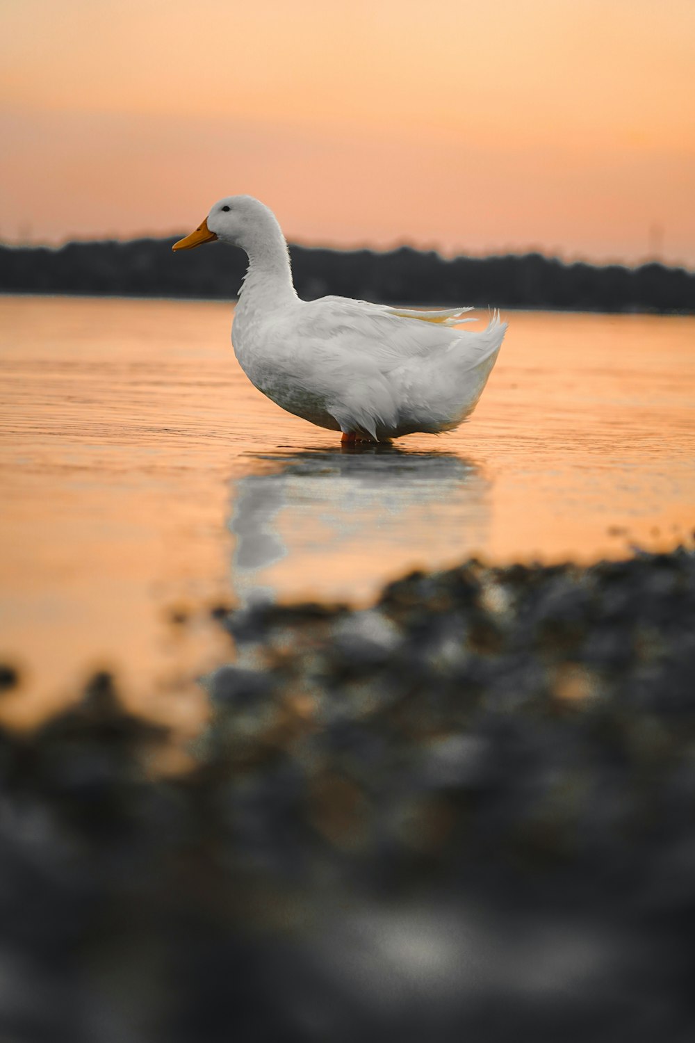 white duck on water during daytime
