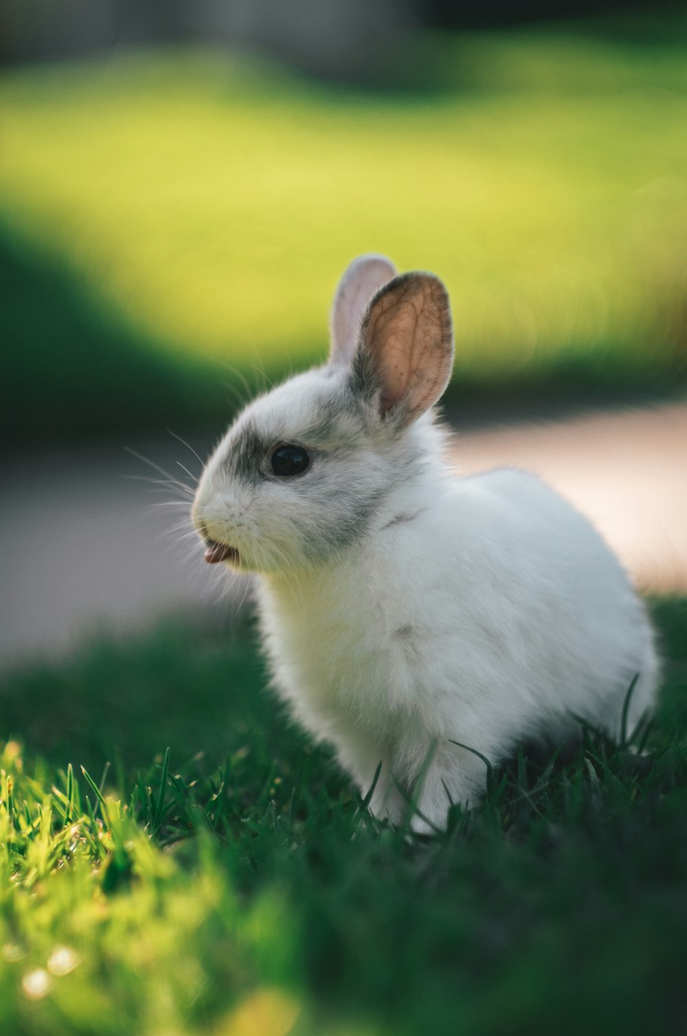 white rabbit on green grass during daytime