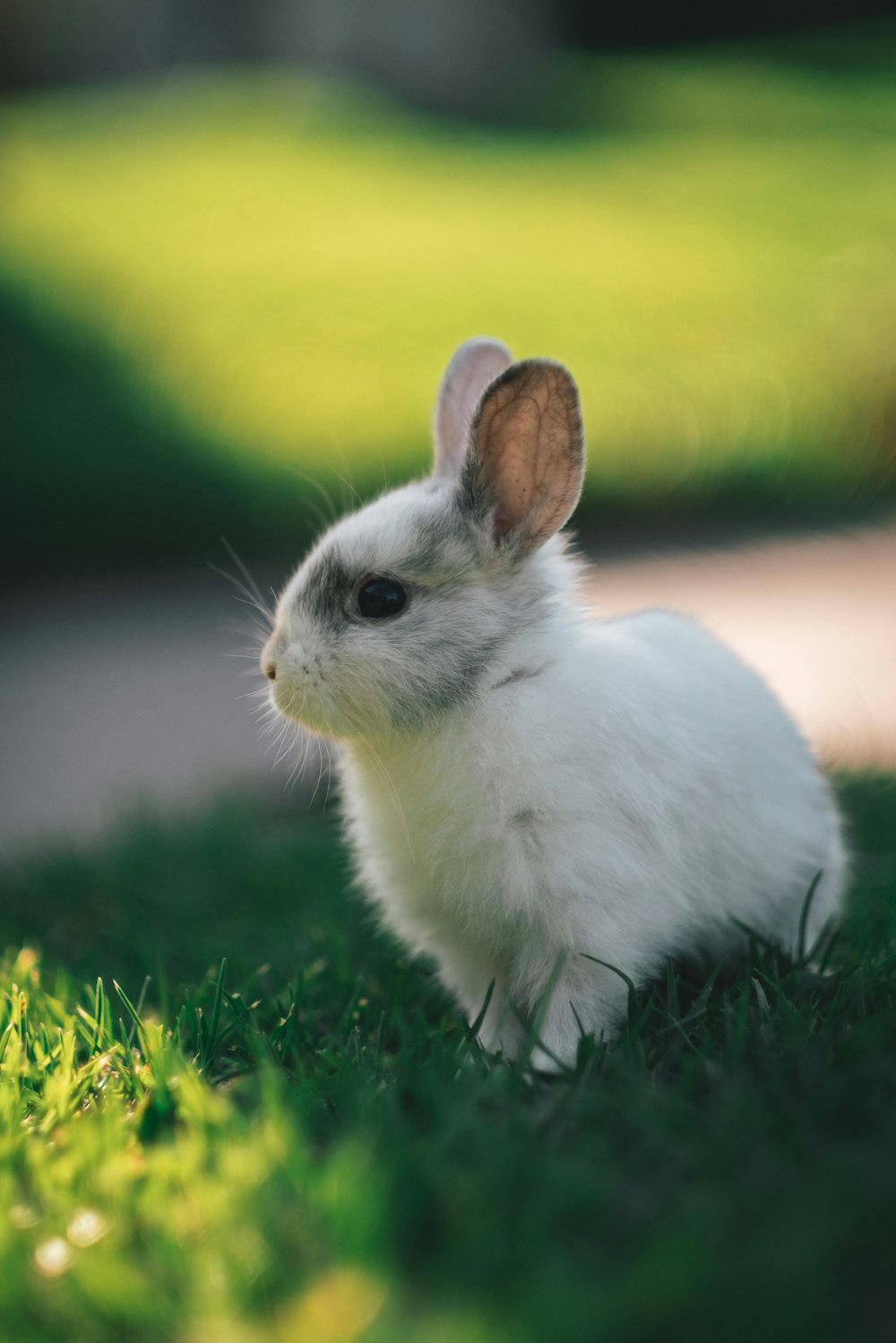 Joli adorable lapin doux blanc assis sur une pelouse d'herbe verte