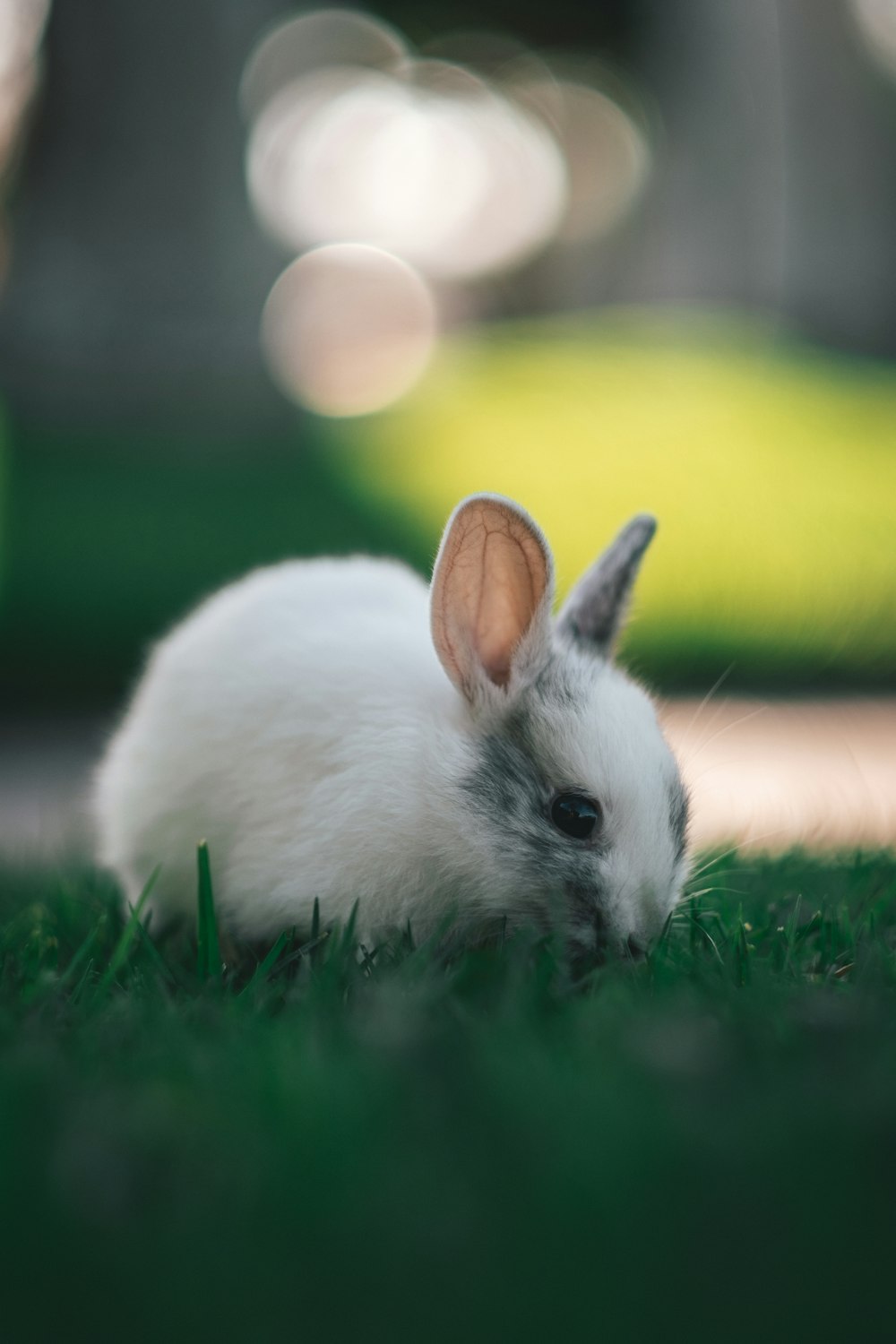 white and brown rabbit on green grass during daytime