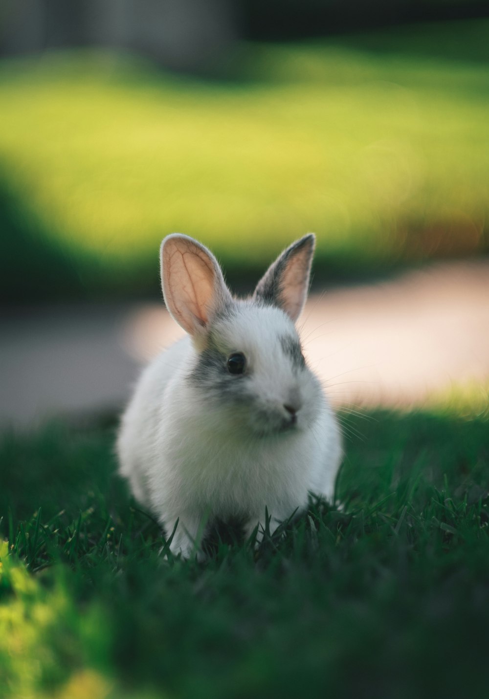 white rabbit on green grass during daytime