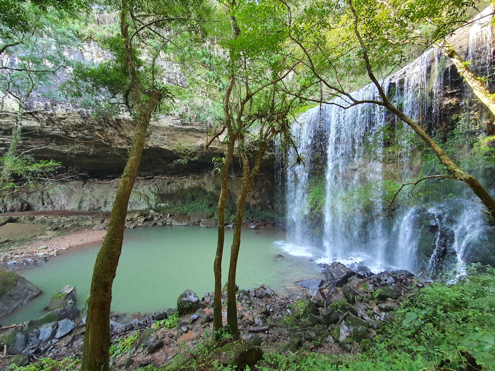 green trees near water falls during daytime