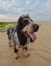 A cheerful dog owner happily using the bright orange mutt wash station at a sunny beachside holiday park.
