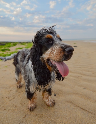 A happy dog owner drying their sandy pup with the built-in dryer at a coastal holiday park mutt wash spot.
