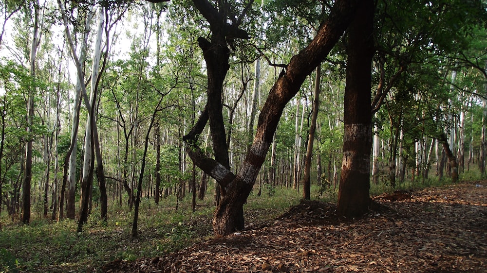 brown and green trees during daytime