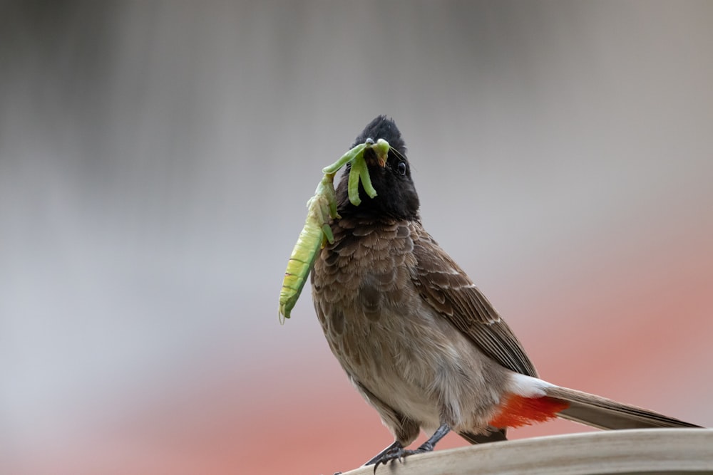 Pájaro negro y verde sobre tallo verde