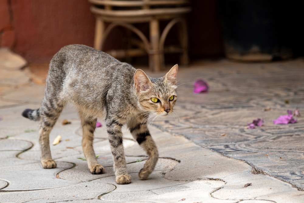 brown tabby cat on gray concrete floor