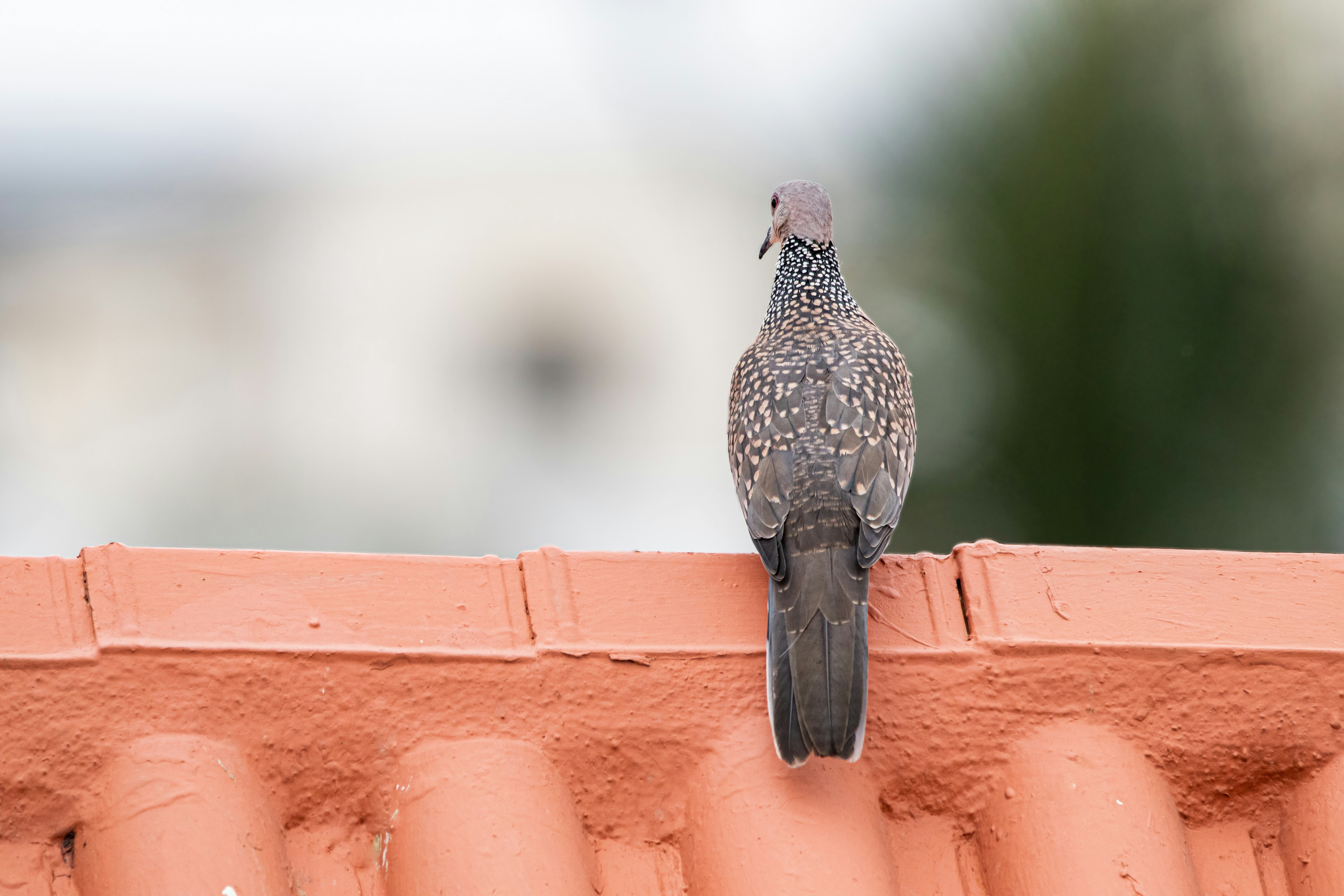 Photo by syedabsarahmad