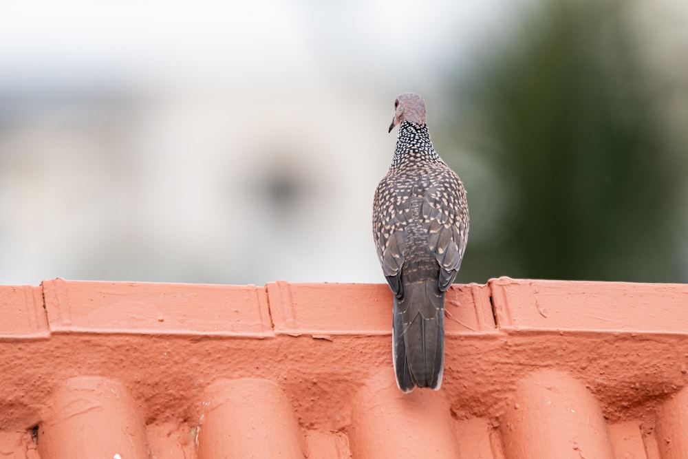 Oiseau noir et blanc sur mur de béton brun