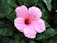 pink hibiscus in bloom during daytime