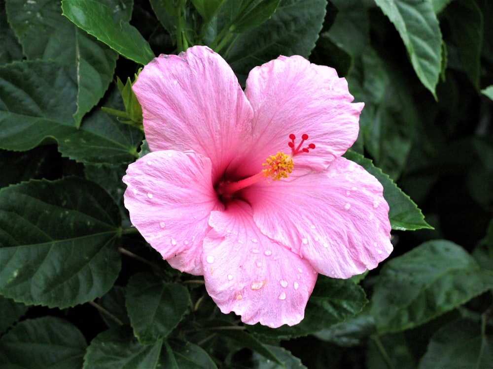 Hibisco rosado en flor durante el día