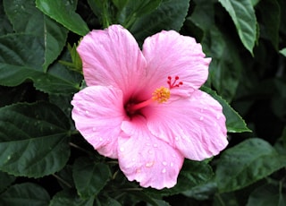 pink hibiscus in bloom during daytime