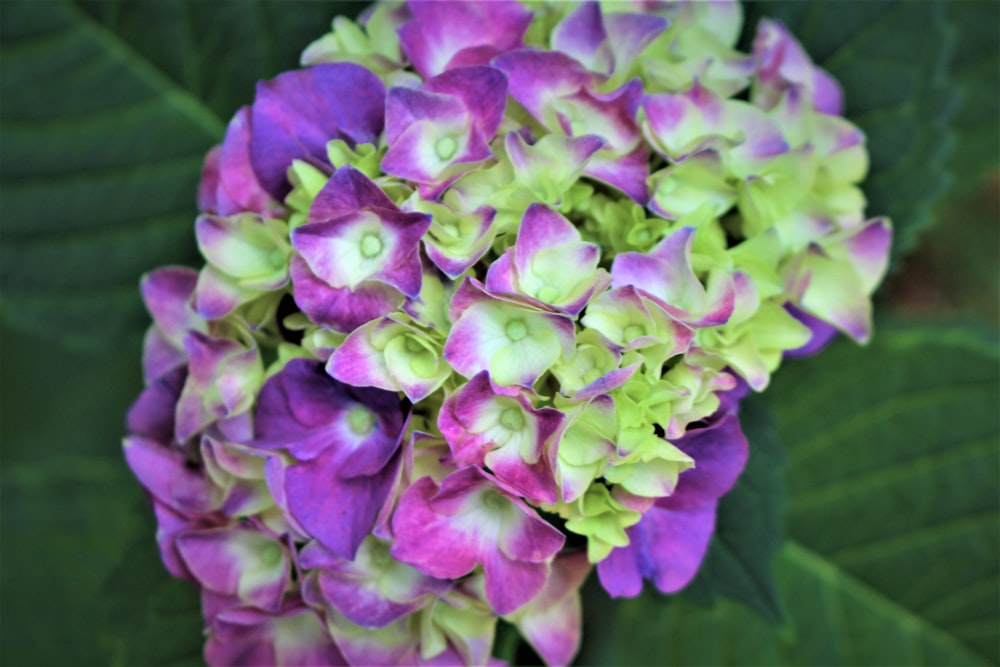 purple flower in close up photography